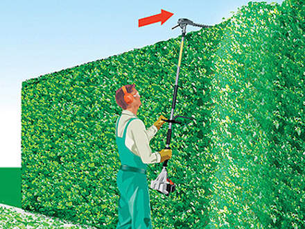 : 修剪长绿篱的顶部多角度的切割头可以切割头顶上的绿篱
